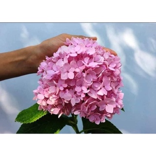 cây giống Cẩm Tú cầu