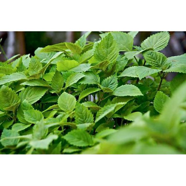 hạt giống rau kinh giới