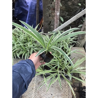 cây cỏ lan chi, cây cỏ chỉ