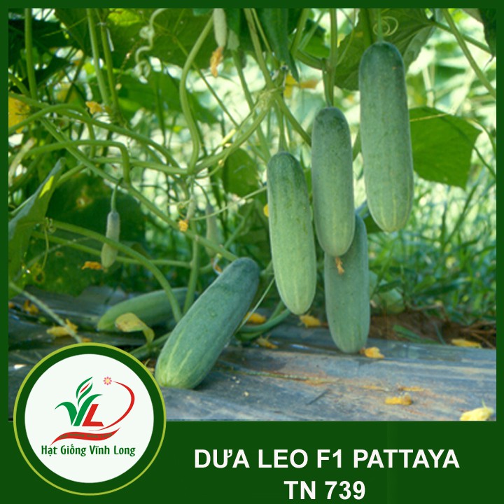 Hạt giống Dưa leo F1 PATTAYA - 0,6g