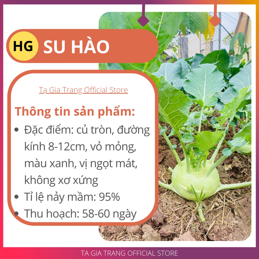 Hạt giống su hào xanh - Shop hạt giống Tạ Gia Trang