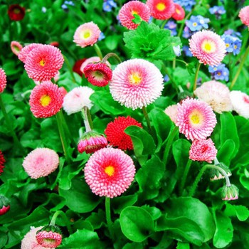 Hạt giống hoa cúc anh Mix nhiều màu