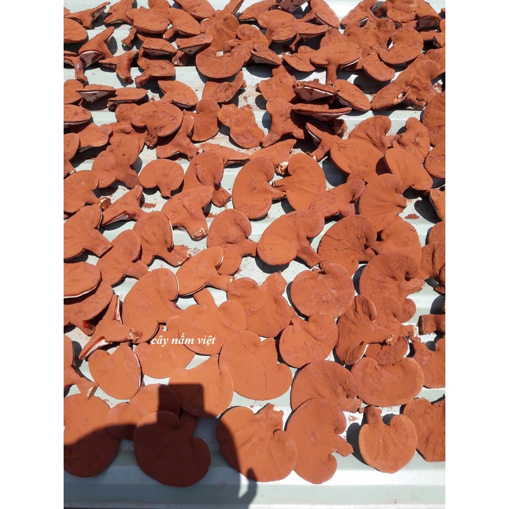 Nấm linh chi đỏ Việt Nam nguyên bào tử dễ uống - Cây Nấm Việt | BigBuy360 - bigbuy360.vn