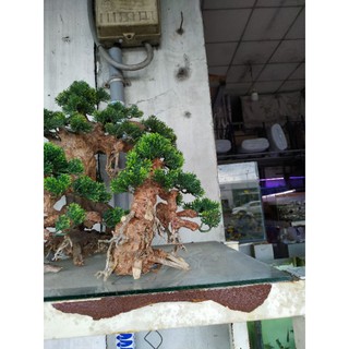 🌲 Cây Lũa Bonsai Trang Trí Bể Cá [ Gỗ Lũa Thật Gắn Lá Nhựa]