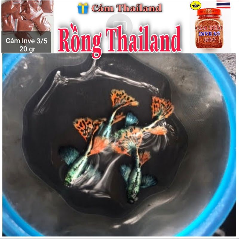 🎁 cám Rồng Thái Trang Trí - Guppy Food - 🎁 Thức Ăn Guppy, Cám Thái Inve Giàu Protein