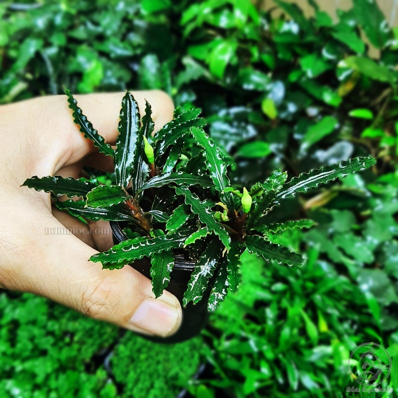 Cây Bucep - Cây thuỷ sinh đẹp, ưa chuộng nhất hiện nay