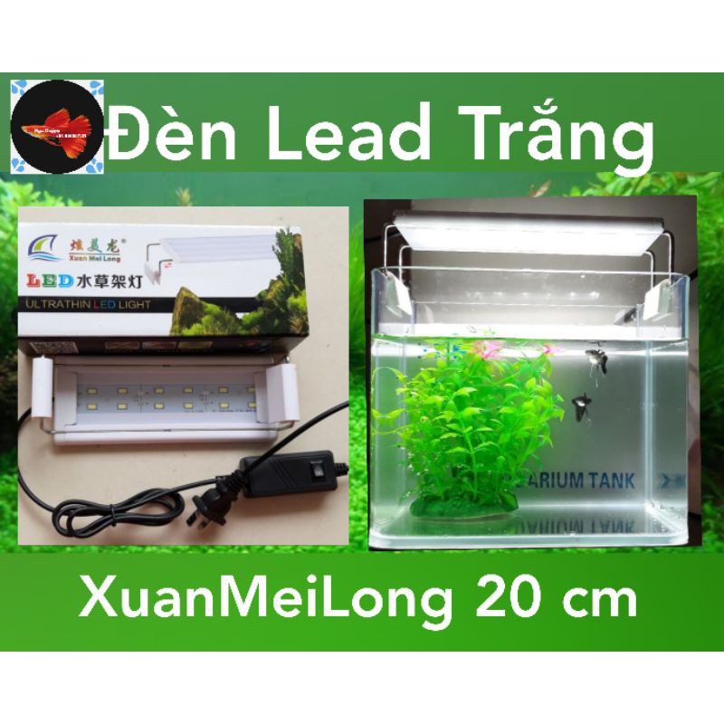 Đèn Led cho hồ cá