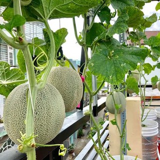 HẠT GIỐNG DƯA LƯỚI