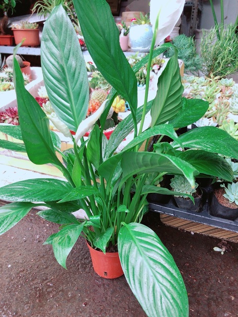 Chậu cây lan ý