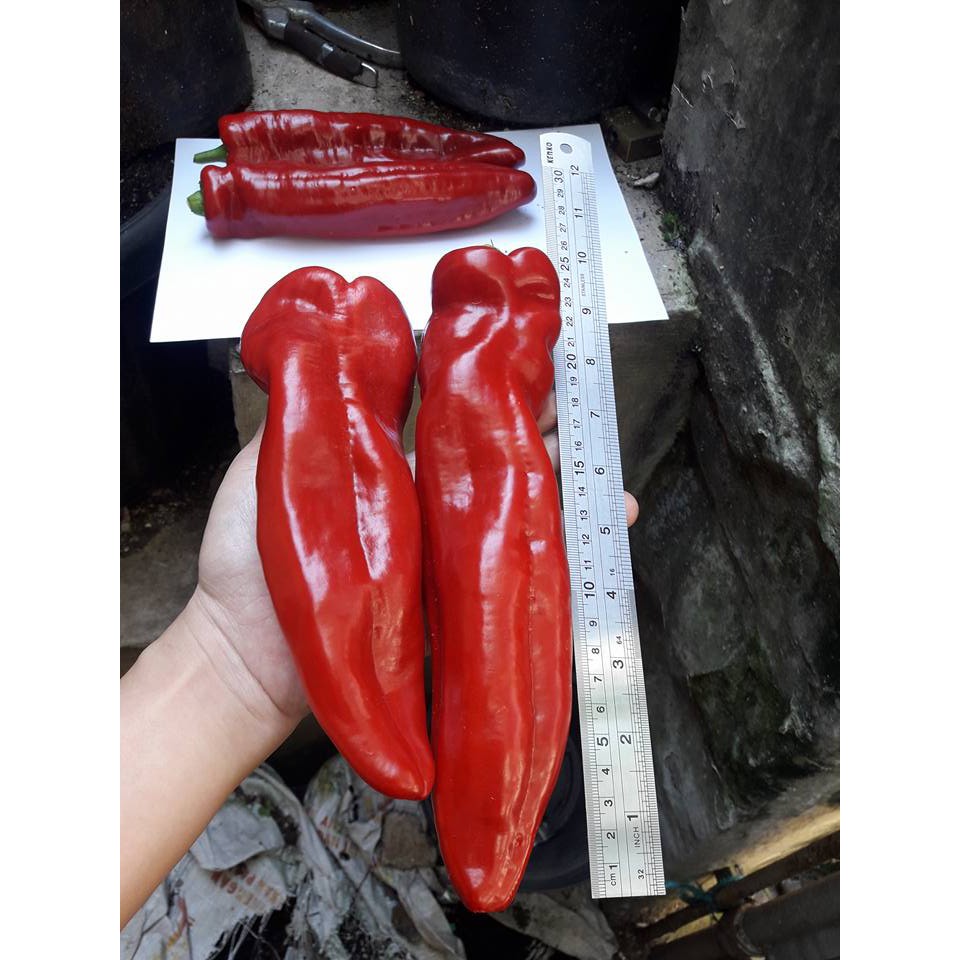 Hạt giống - Ớt đỏ ngọt Ý 15h