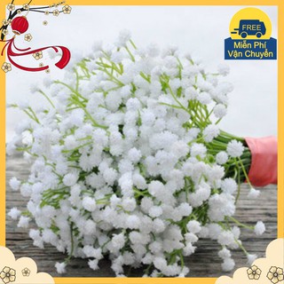 Hạt Giống Hoa Baby Trắng