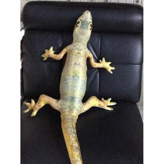 [FREESHIP] Gối 3D Thằn Lằn (Thạch sùng) size nhỏ cỡ 85cm