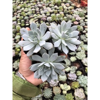 Sen đá canh trắng ngọc trinh 😍