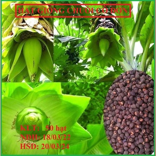 Hạt giống cây chuối cô đơn chuối cô đơn) kn12- gói 50 hạt
