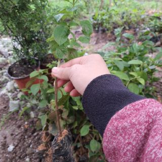 hạt cây giông ngũ sắc đứng