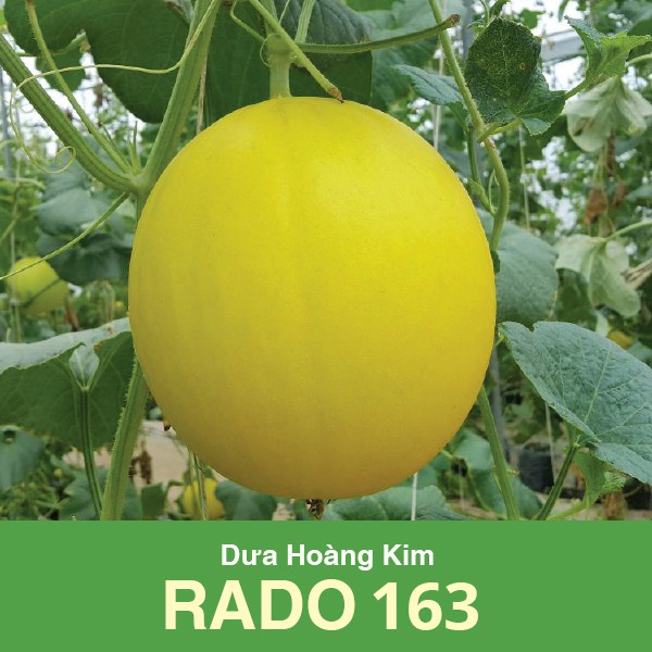 Hạt giống dưa hoàng kim F1 quả to ngọt năng suất cao gói 5 hạt
