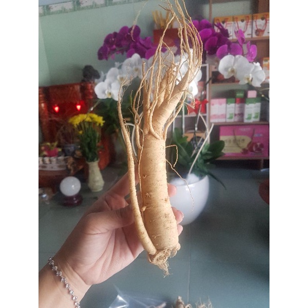 Nhân sâm Hàn quốc size 22 củ 1kg tách bán lẽ 1 củ