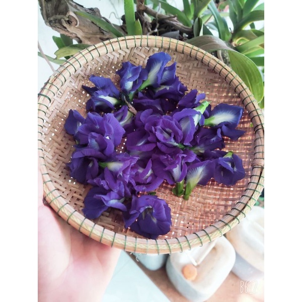 Hạt giống hoa đậu biếc