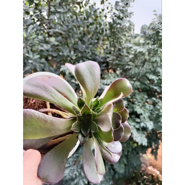 sen đá aeonium