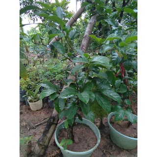 Cây chay giống- Cao khoảng 60-80cm