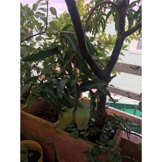 Cây giống xoài tứ quý trồng chậu siêu sớm