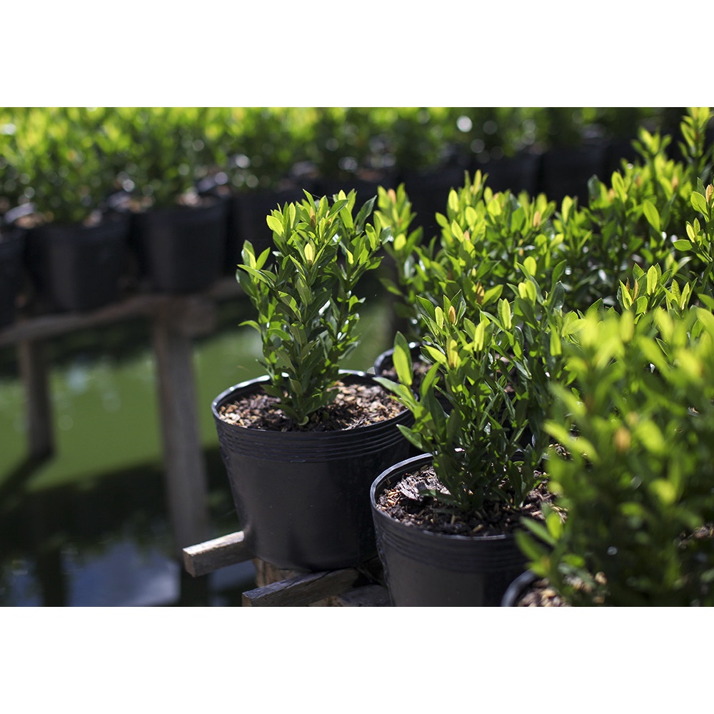 Chậu nhựa đen C9L  - Chậu nhựa Thành Đạt