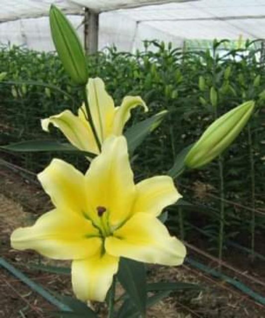 Củ Hoa Ly Mầm Siêu Dài cho hoa dịp Tết