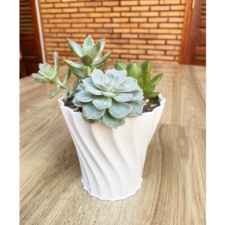 Chậu kiểu khía xoắn dáng cao trồng hoa, sen đá sang trọng, để bàn (có 3 size)