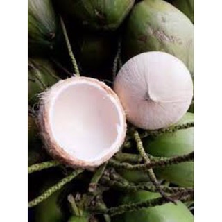 Dừa xiêm Bến Tre cỡ mini
