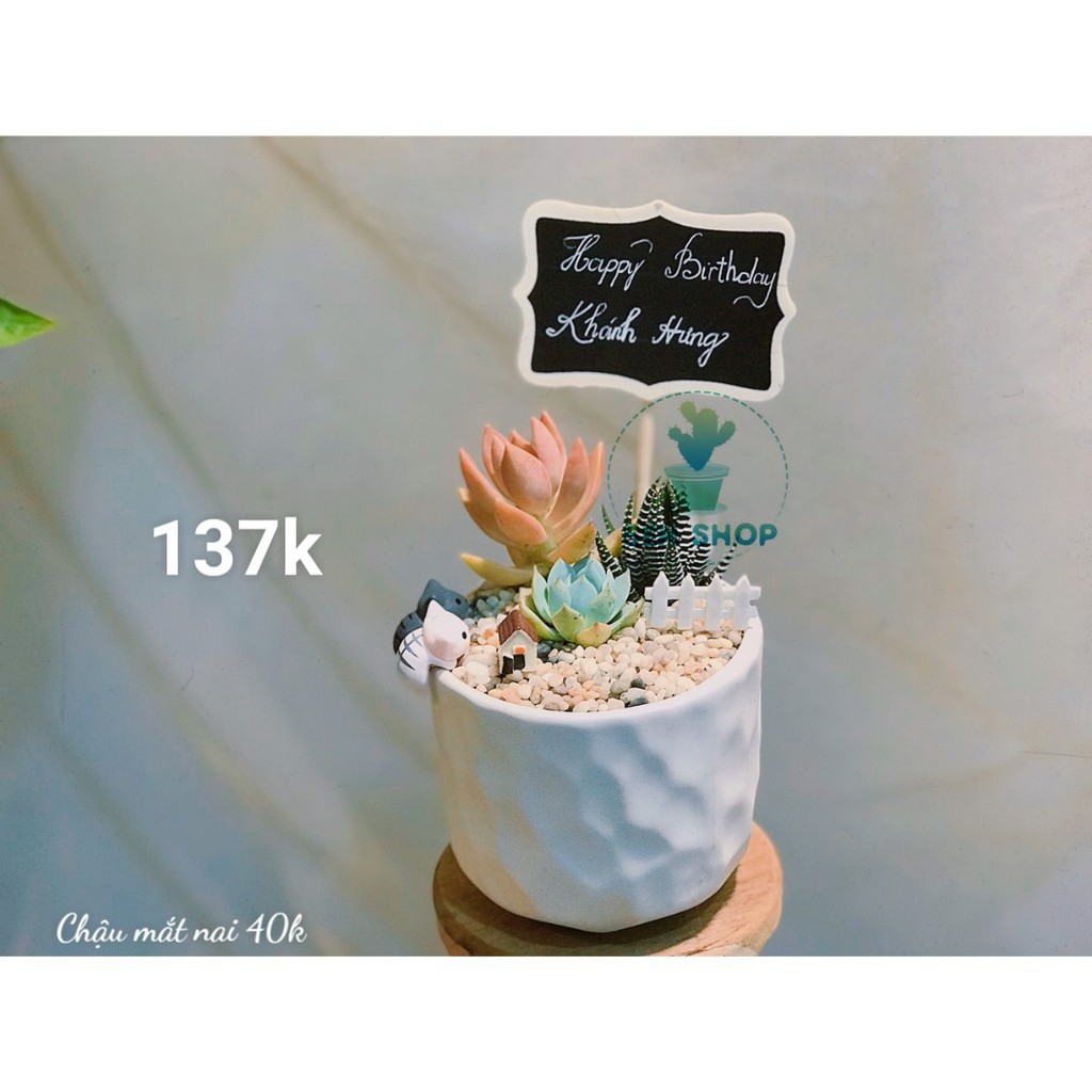 Chậu hoa sen đá mix tầm 100-199k .