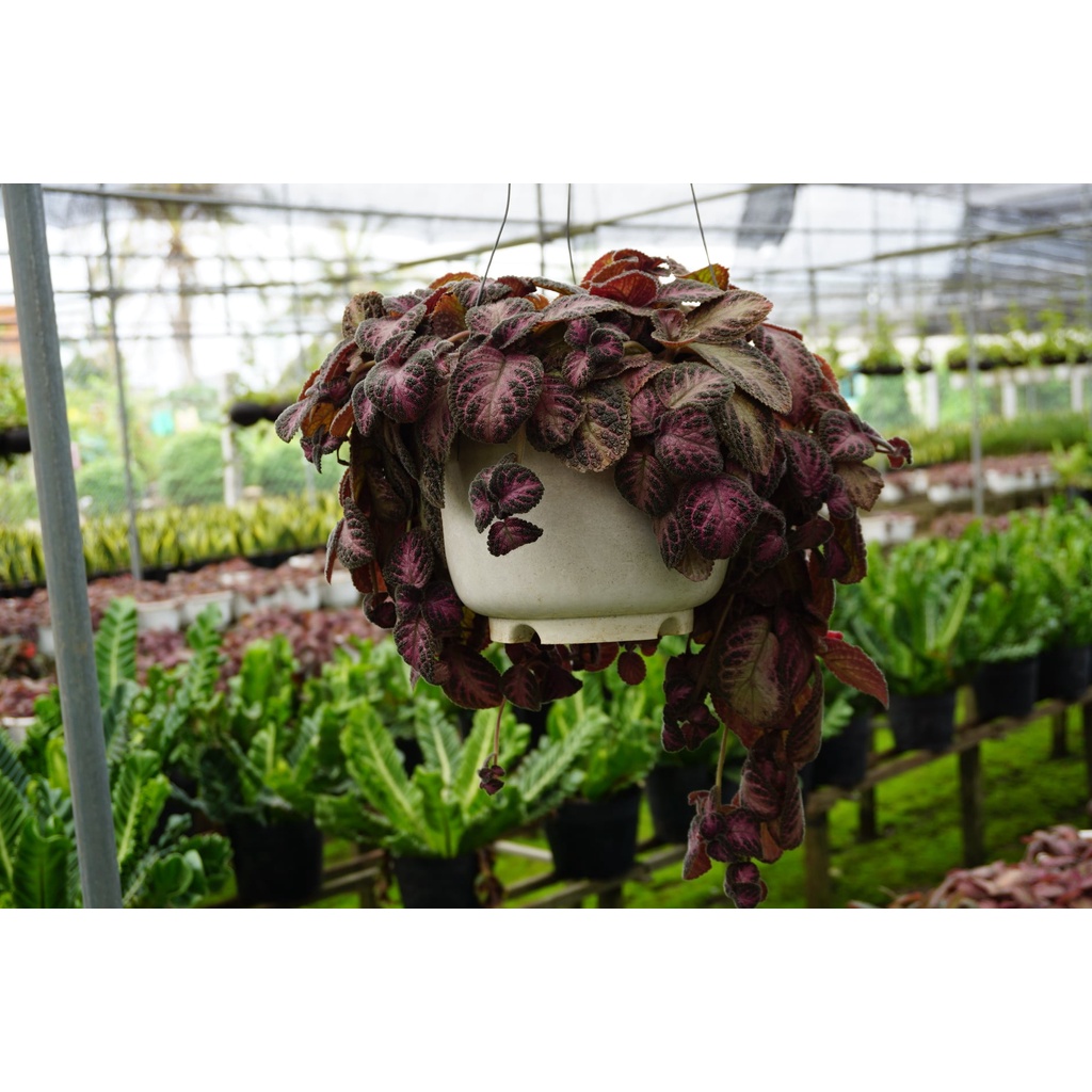 Cây Ấm Kiếm Chậu Treo - Episcia cupreata Hanst
