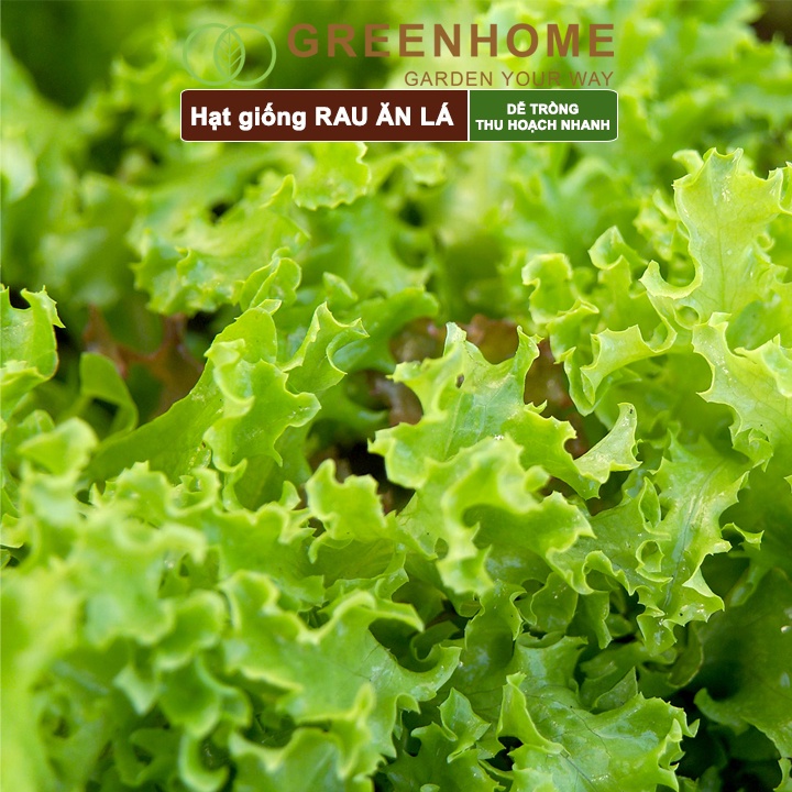 Hạt giống rau ăn lá các loại, trồng chậu, dễ trồng, chịu nhiệt, trồng quanh năm, năng suất cao | Greenhome