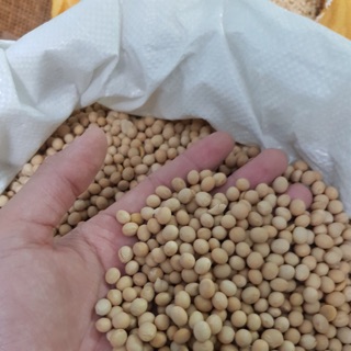 Đậu nành Canada 1kg Đậu tương mắt trắng