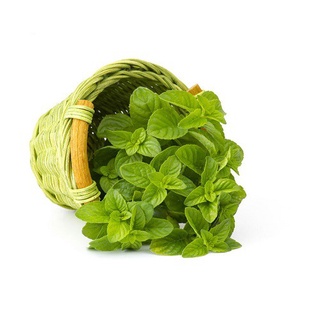 Hạt bạc hà cổ bạc hà châu âu 100h