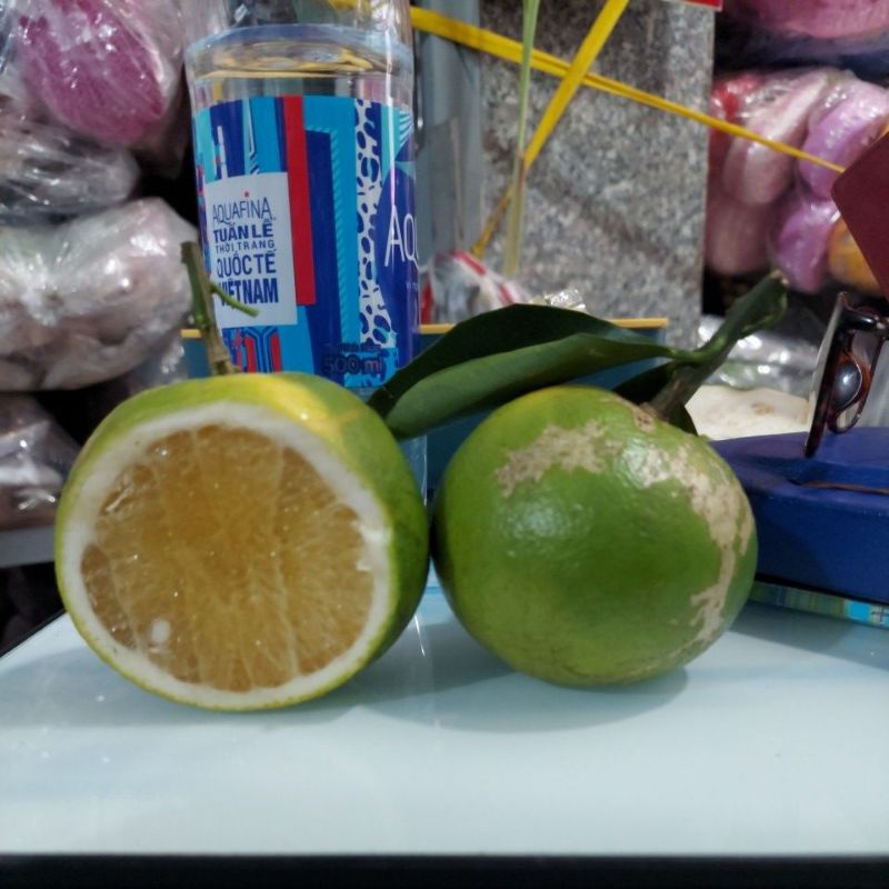 Cam xoàn nguyên trái vườn vĩnh long trồng bao ngon ngọt