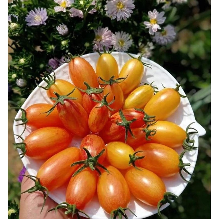 Cà chua trái cây Amish Gold Nga - Tỉ lệ nãy mầm >95%