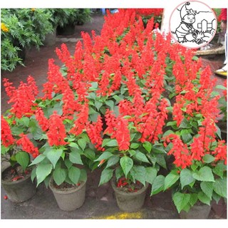 HẠT HOA XÁC PHÁO ĐỎ - GÓI 0,5 GRAM
