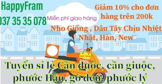 NHO XANH-CÂY GIỐNG