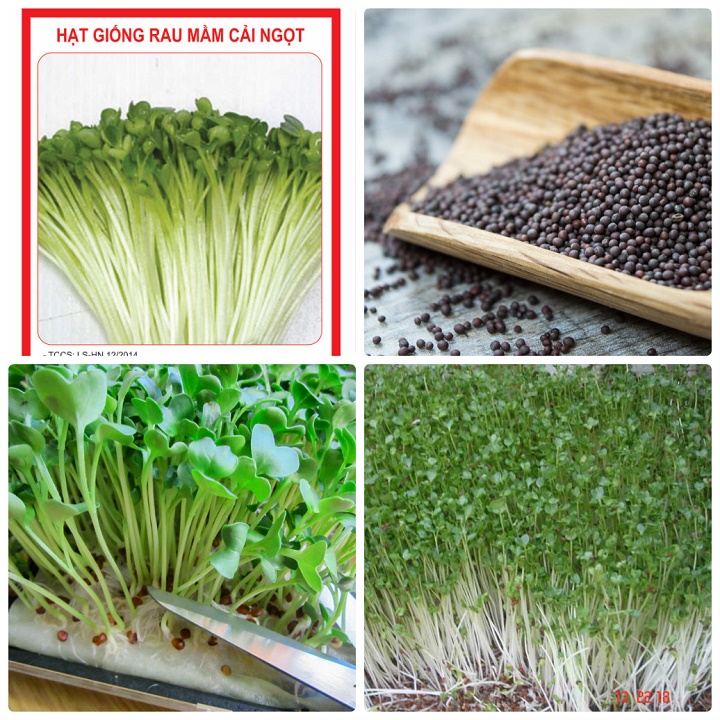 [FreeShip]100gr Hạt Giống Rau Mầm Cải Ngọt