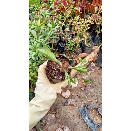 PHÁT TÀI BÚP SEN SỌC VÀNG