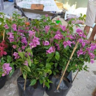 Cây giấy vạn hoa lầu