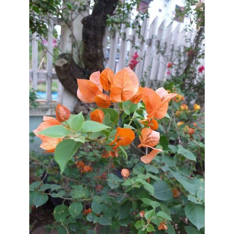CÂY HOA GIẤY MÀU CAM ĐANG RA HOA