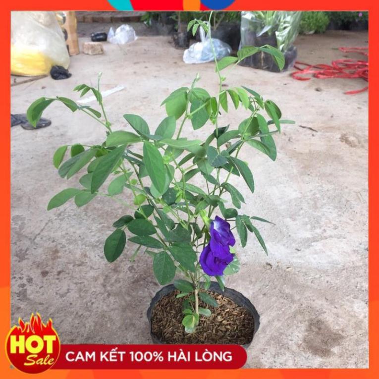 Cây hoa đậu biếc, Độ dài ngọn leo 30cm hoa và quả có nhiều công dụng trong chế biến.