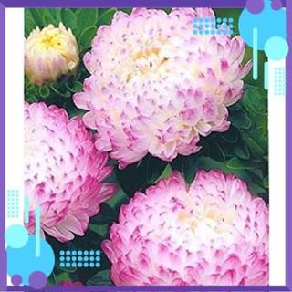 Hạt giống hoa cúc kim cương mix nhiều màu - Cúc tây - Cúc đại đóa .
