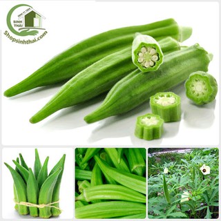 Hạt Giống Đậu Bắp Xanh - Nảy Mầm Cực Chuẩn