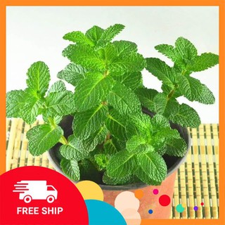 Hạt giống bạc hà 100 hạt