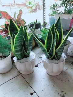 Chậu lưỡi hổ cao