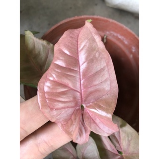 Combo 2 chậu Cây giống trầu bà Hồng