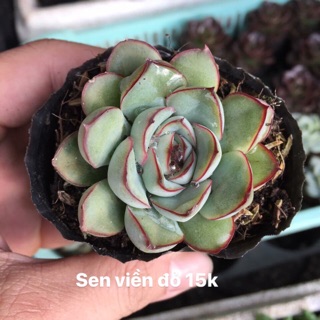 Sen viền đỏ 