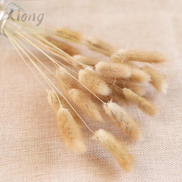 [HOA KHÔ] Cỏ Đuôi Thỏ 🌸 Lagurus Bunny Tails - Decor, Chụp Ảnh